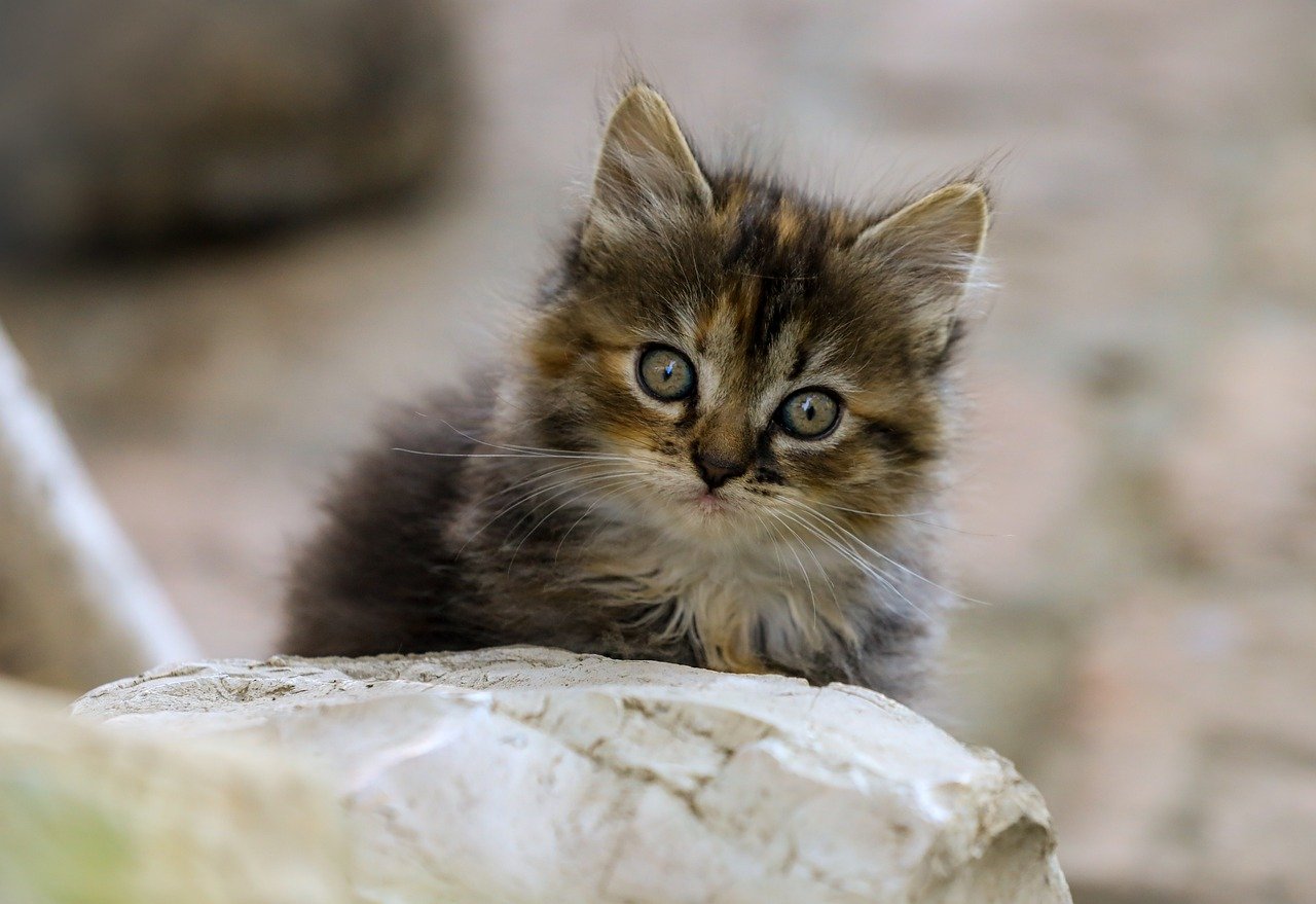 博客搭建其四:评论实现Waline